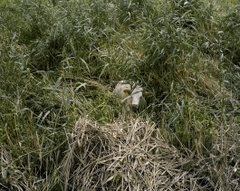 Ute Mahler, Werner Mahler, Ostkreuz - Agentur der Fotografen