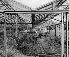 Ute Mahler, Werner Mahler, Ostkreuz - Agentur der Fotografen